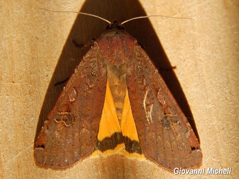 Noctua pronuba